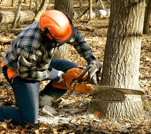 Tree Removal in Bluff, UT